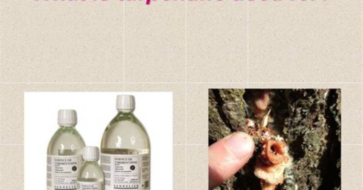 Which Tree Does Turpentine Come From