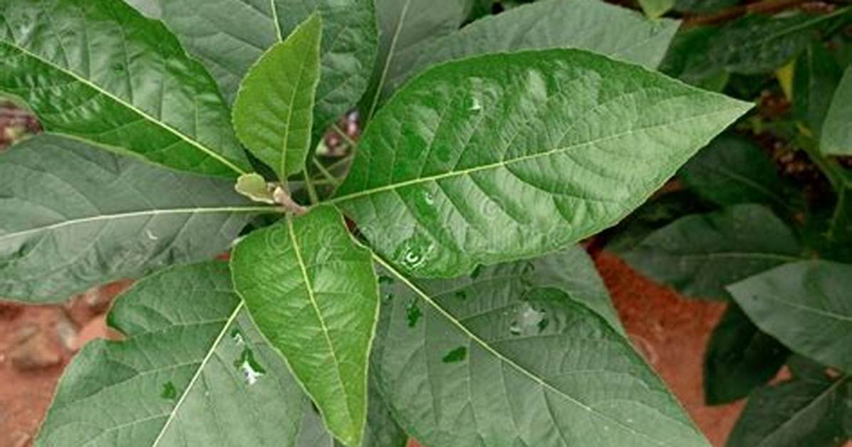Which Tree Has the Most Bitter Leaves