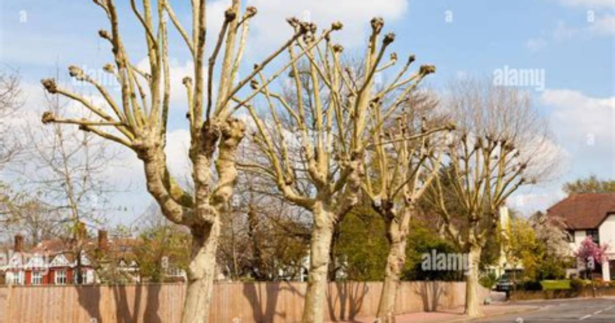 Which Trees Are Pollarded?