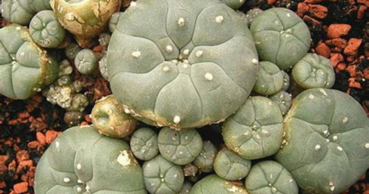 Which Tribes Use Peyote?