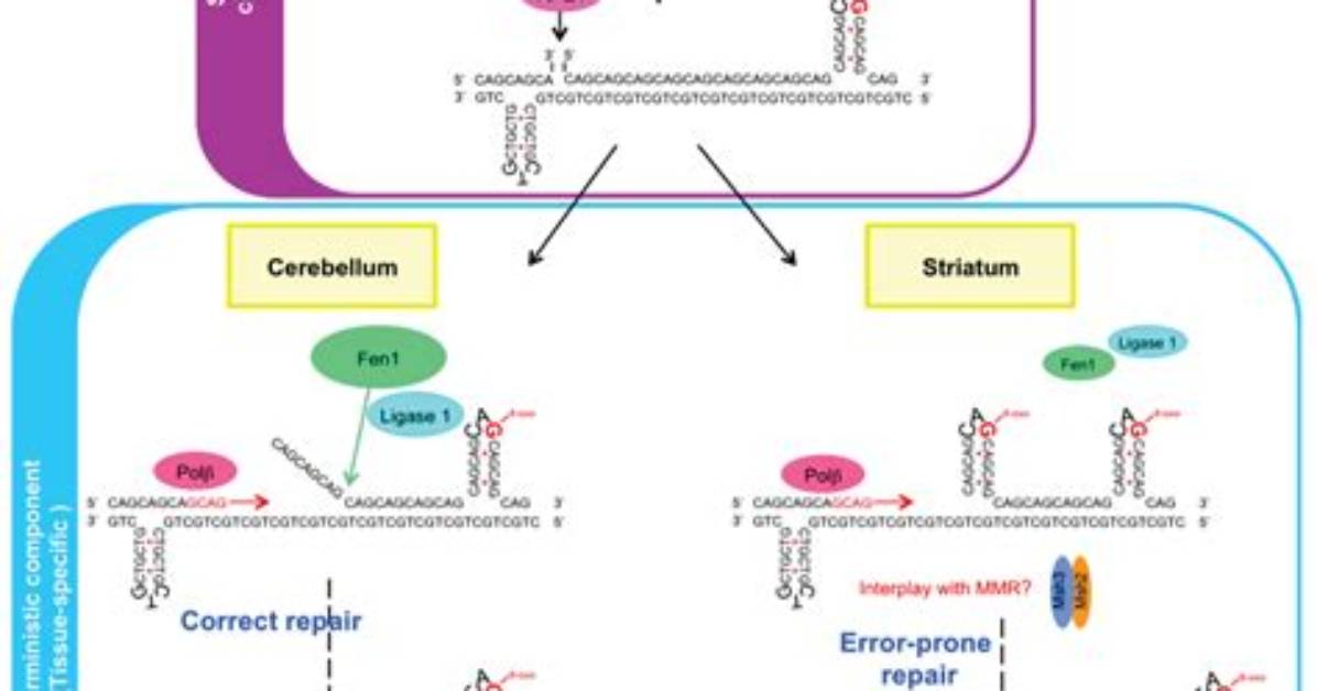 Which Trinucleotide Repeat Is Associated with Hd