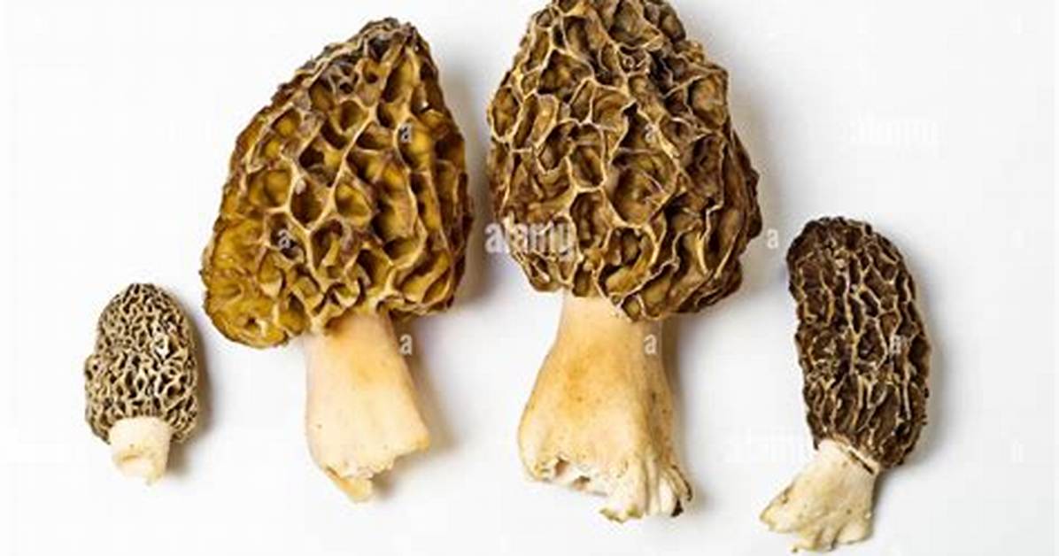 Which True Morels Are Edible?