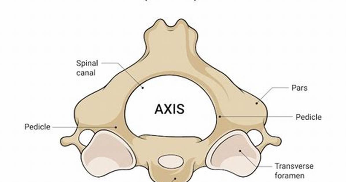 Which Vertebra Is the Axis?
