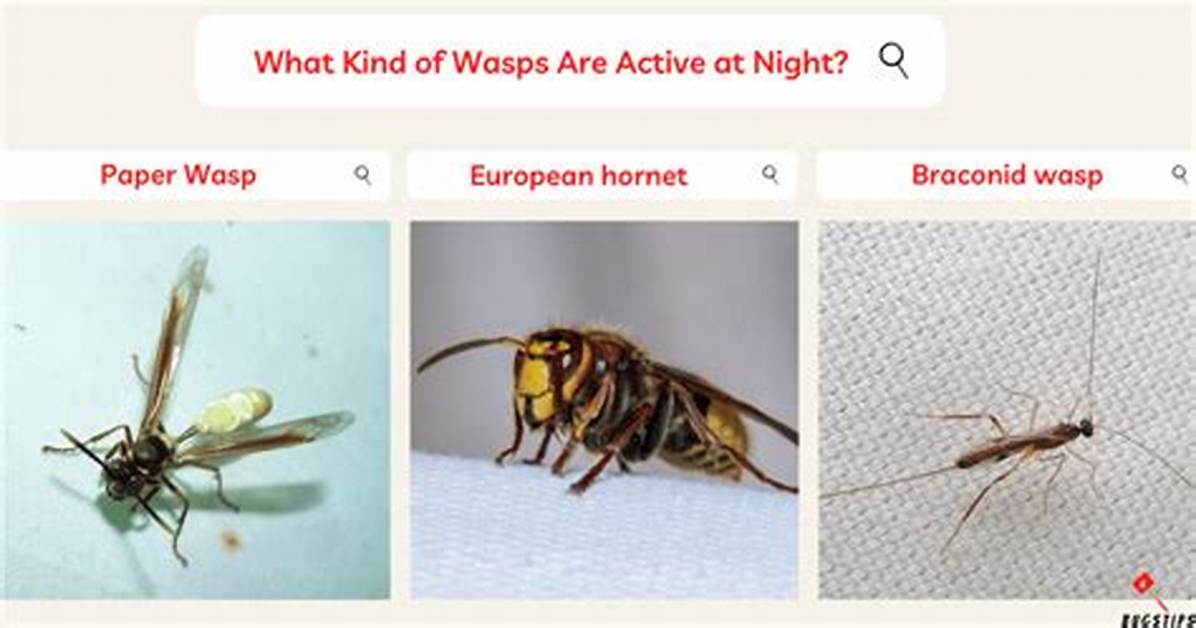 Which Wasps Fly at Night?