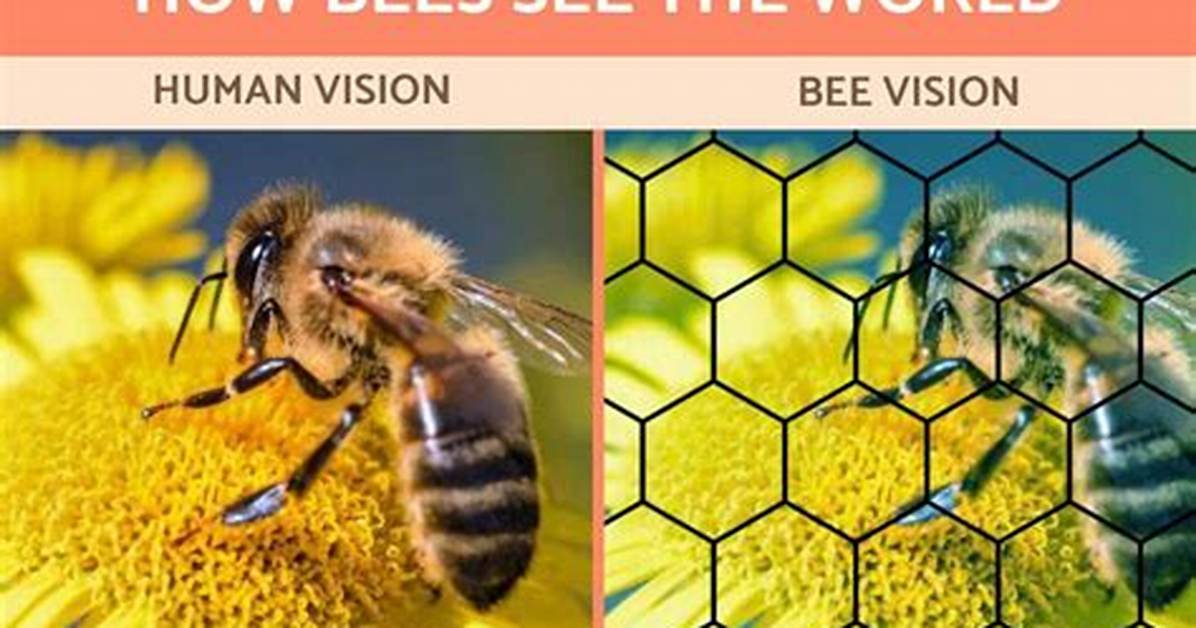 Which Way Does a Bee Go