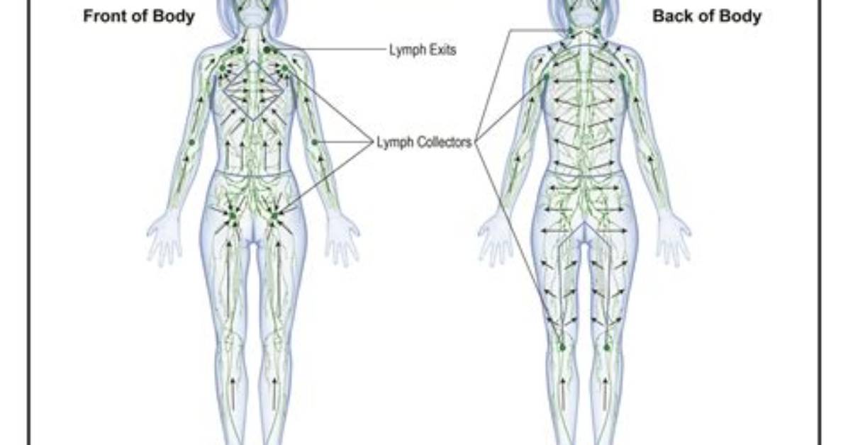Which Way Does Lymph Flow