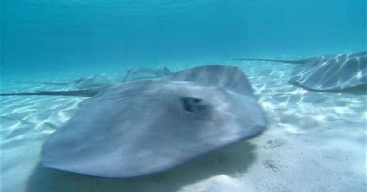 Which Zone Do Stingrays Live in?
