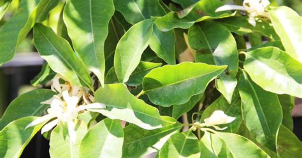 White Champaca Tree