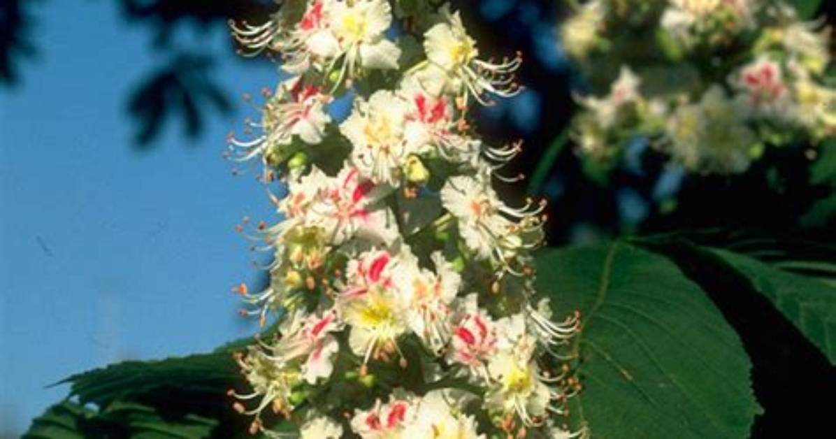 White Chestnut Bach Flower Calm Down Persistent and Endless Thoughts