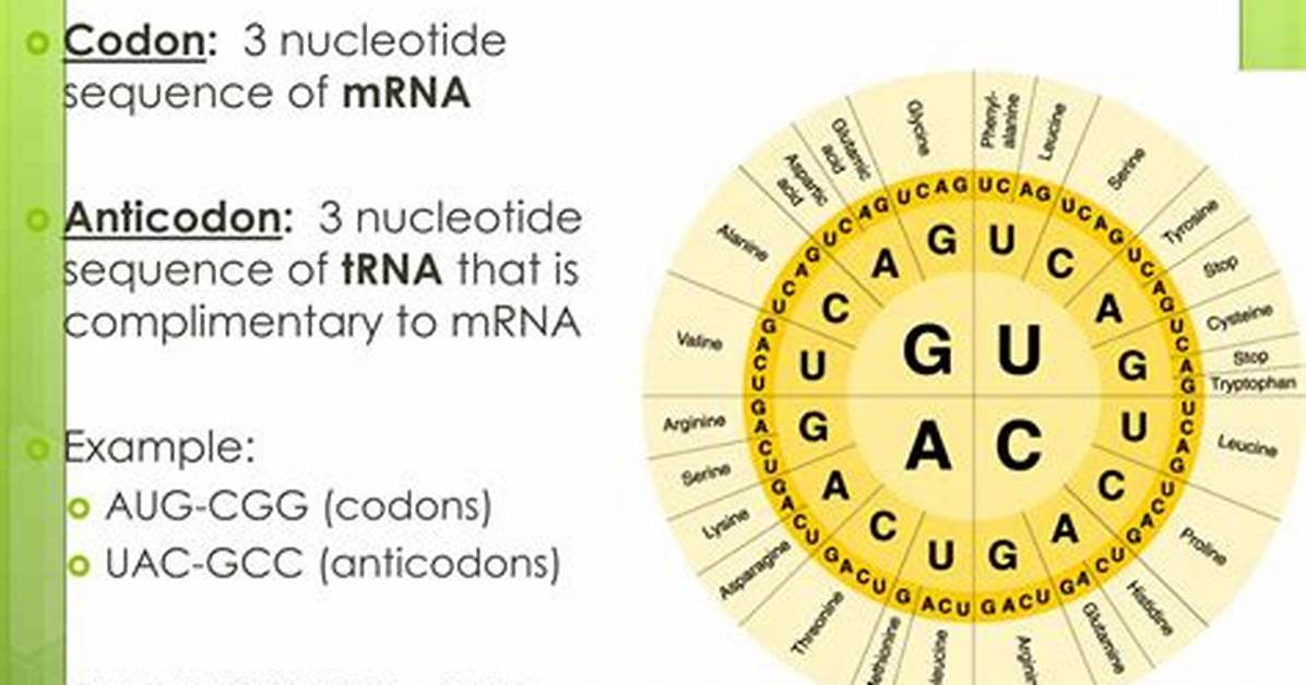 Who Are Codons and Anticodons?