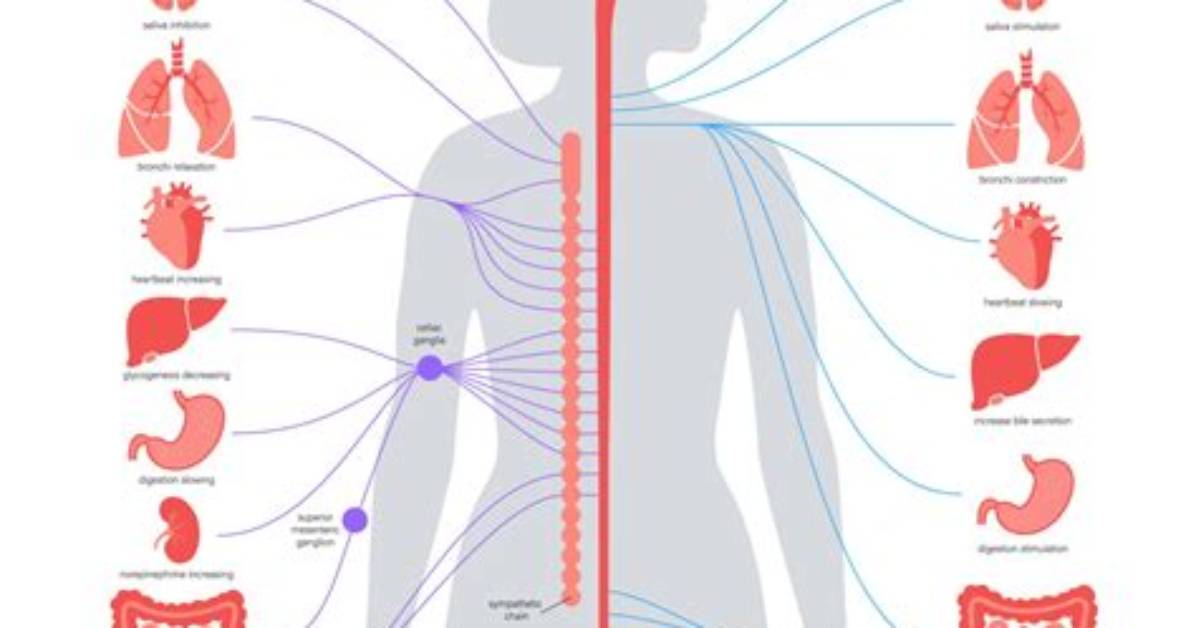 Who Controls the Autonomic Nervous System?