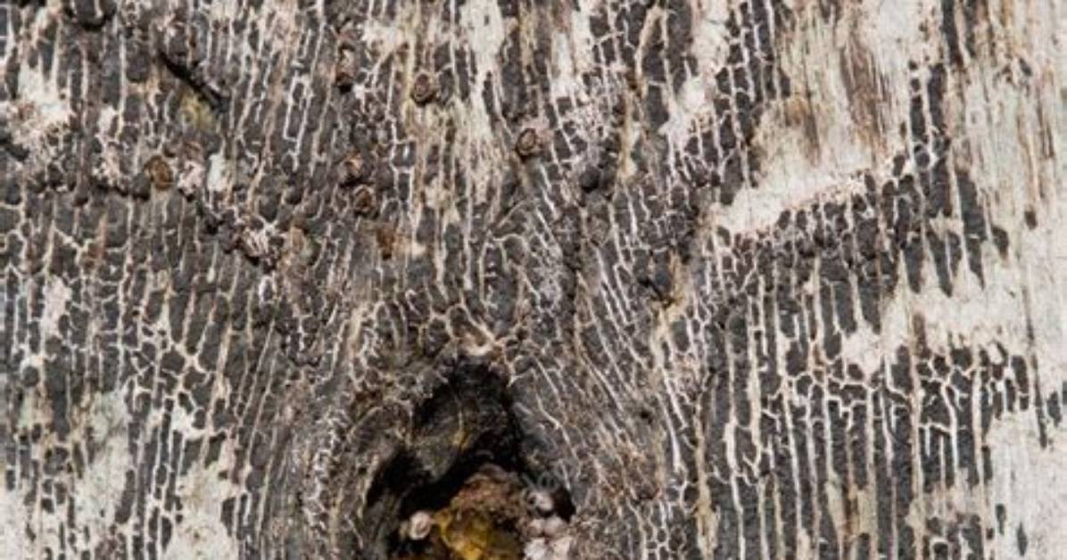 Who Cried over the Cemented Knothole?