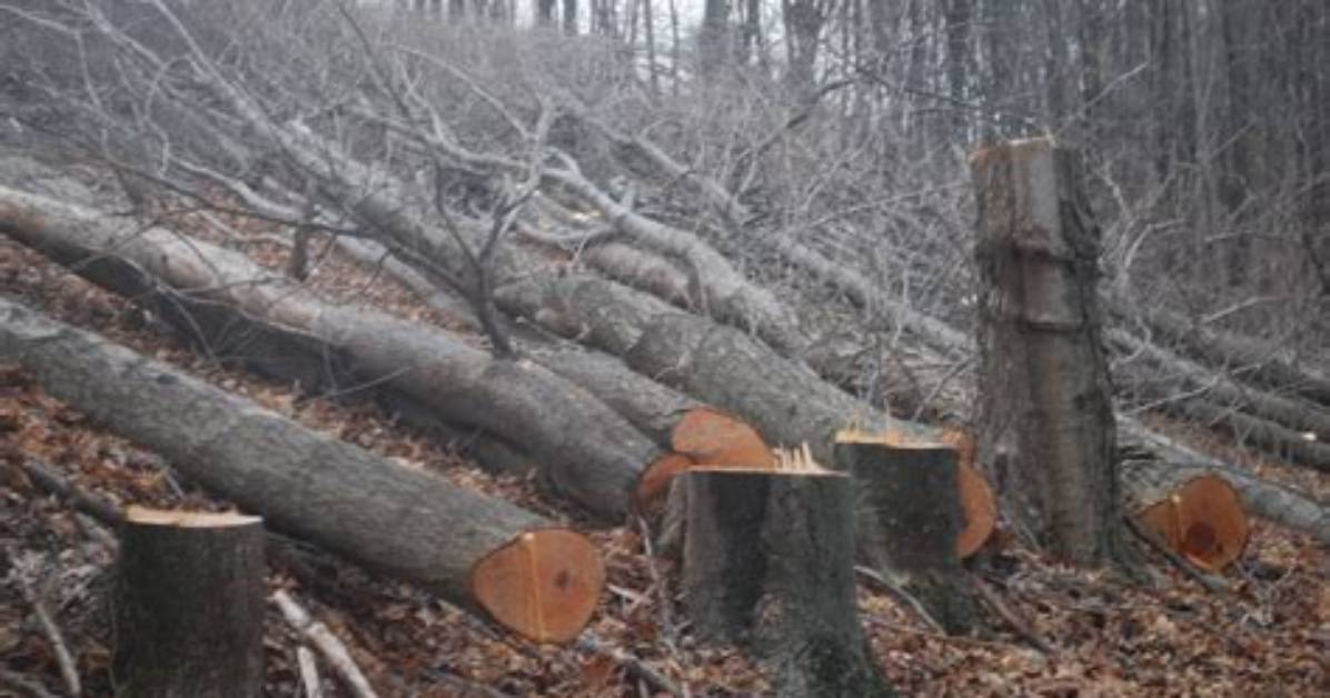 Who Cut Down Trees?
