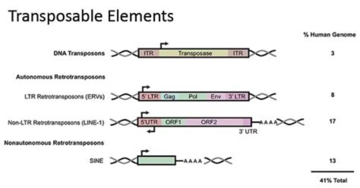 Who Discovered Transposable Elements