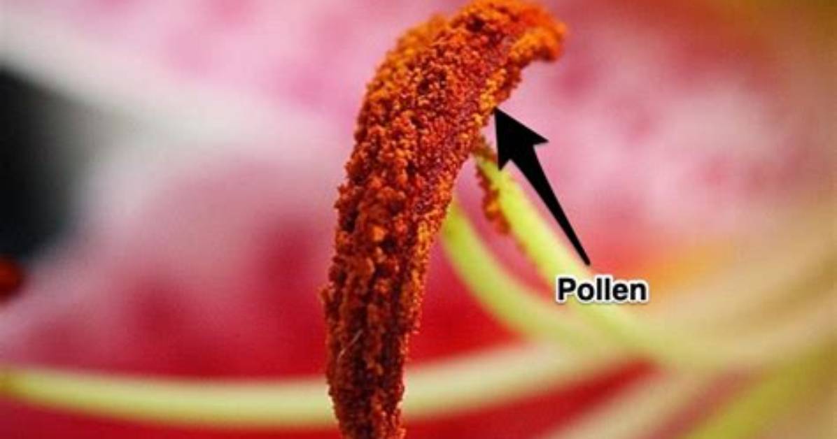 Who Do Anthers Produce?
