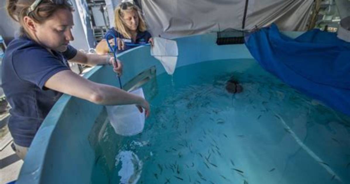 Who Do Aquarists Work with?