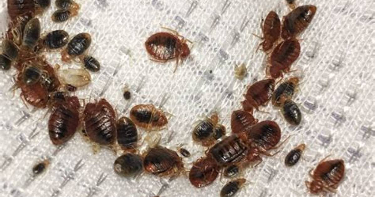 Who Do Bedbugs Spread?
