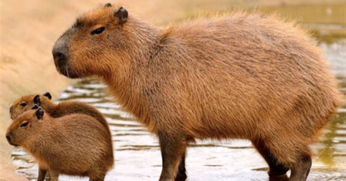 Who Do Capybaras Live?