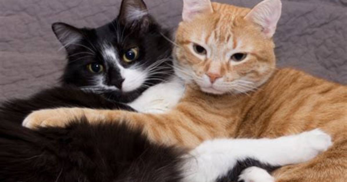 Who Do Cats Cuddle?