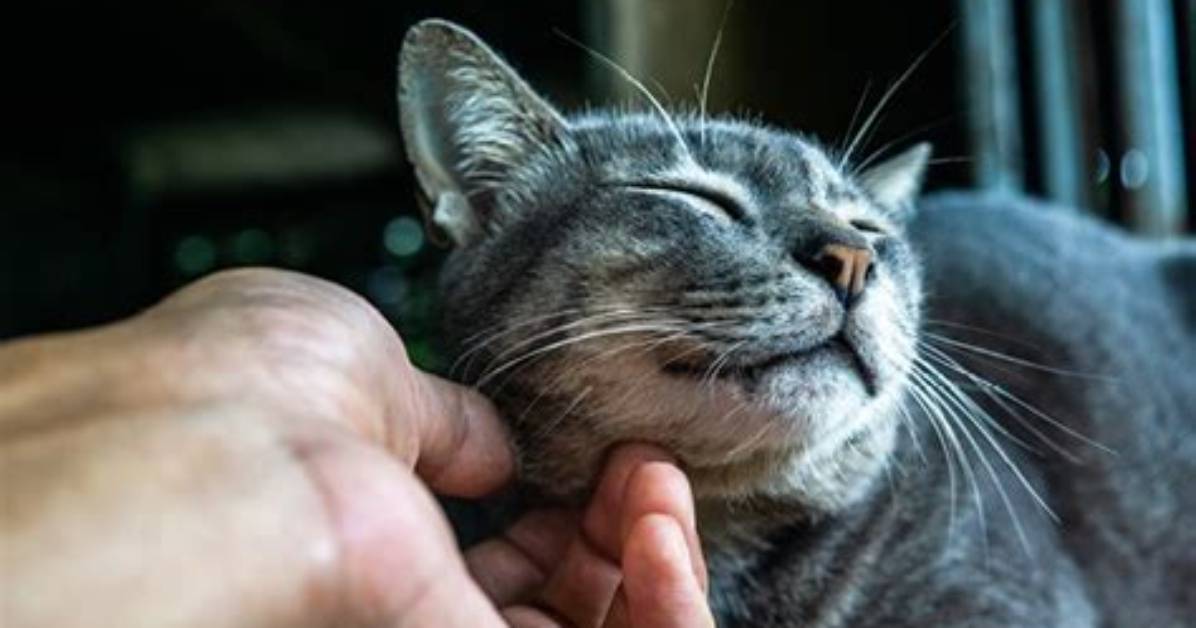 Who Do Cats Like Being Stroked?