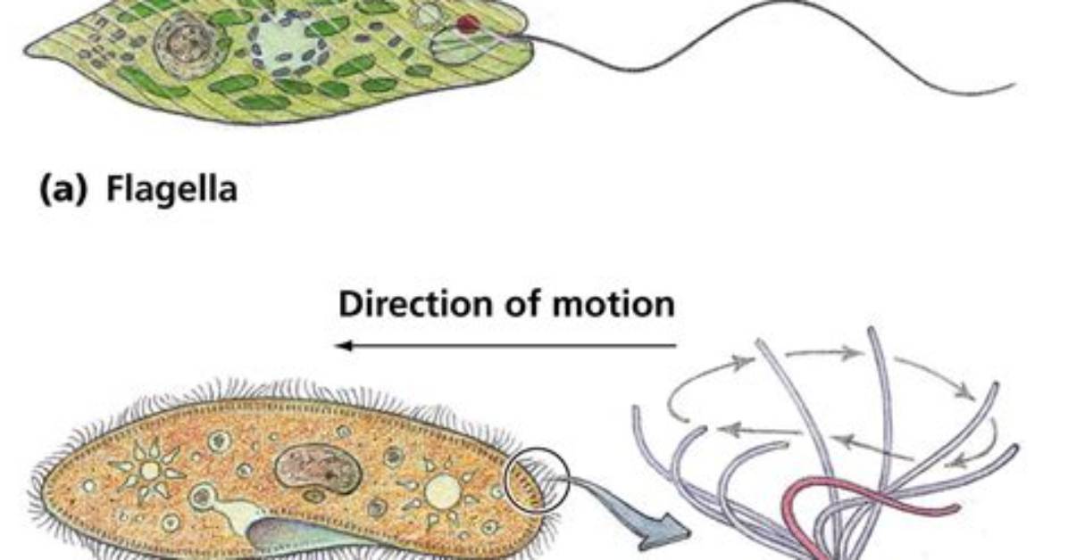 Who Do Ciliates Move?