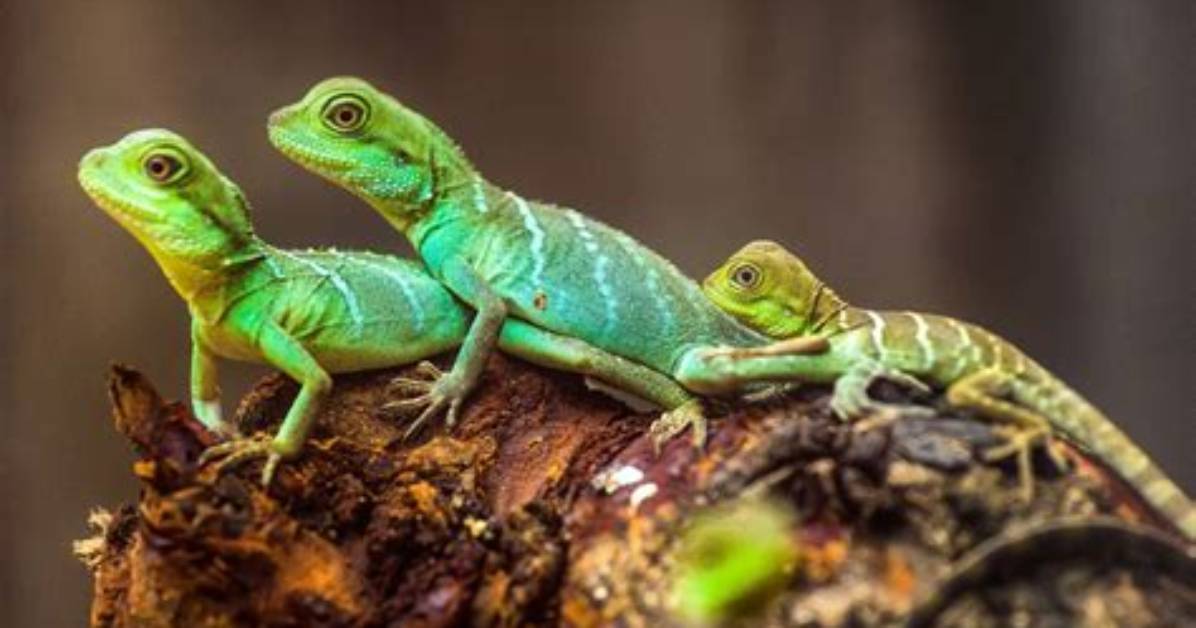 Who Do Lizards Sunbathe?