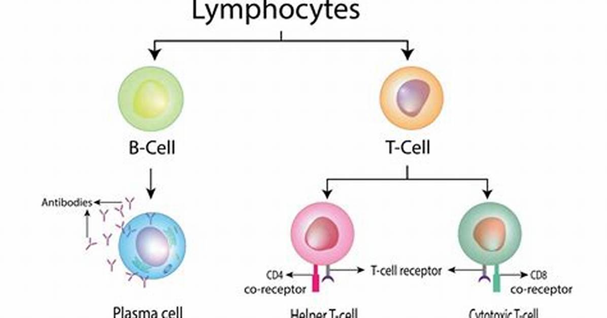 Who Do Lymphocytes Do?