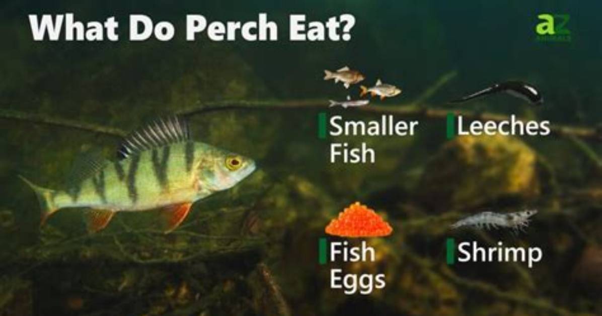 Who Do Perch Eat?