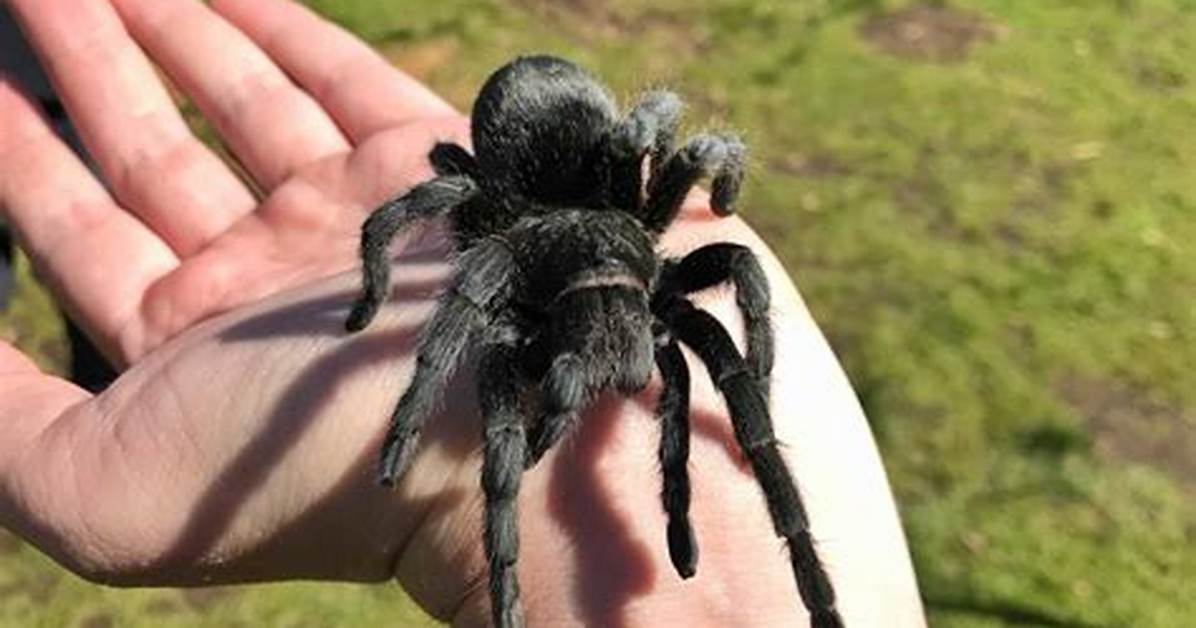 Who Do You Spell Tarantula?