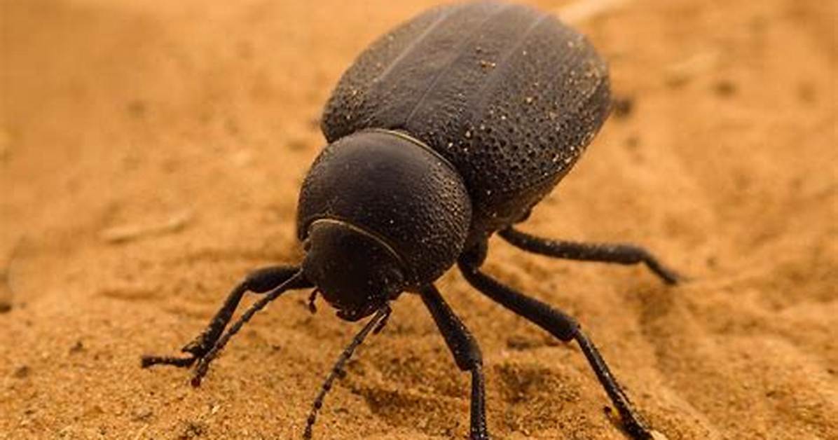 Who Eats Beetles in the Desert?