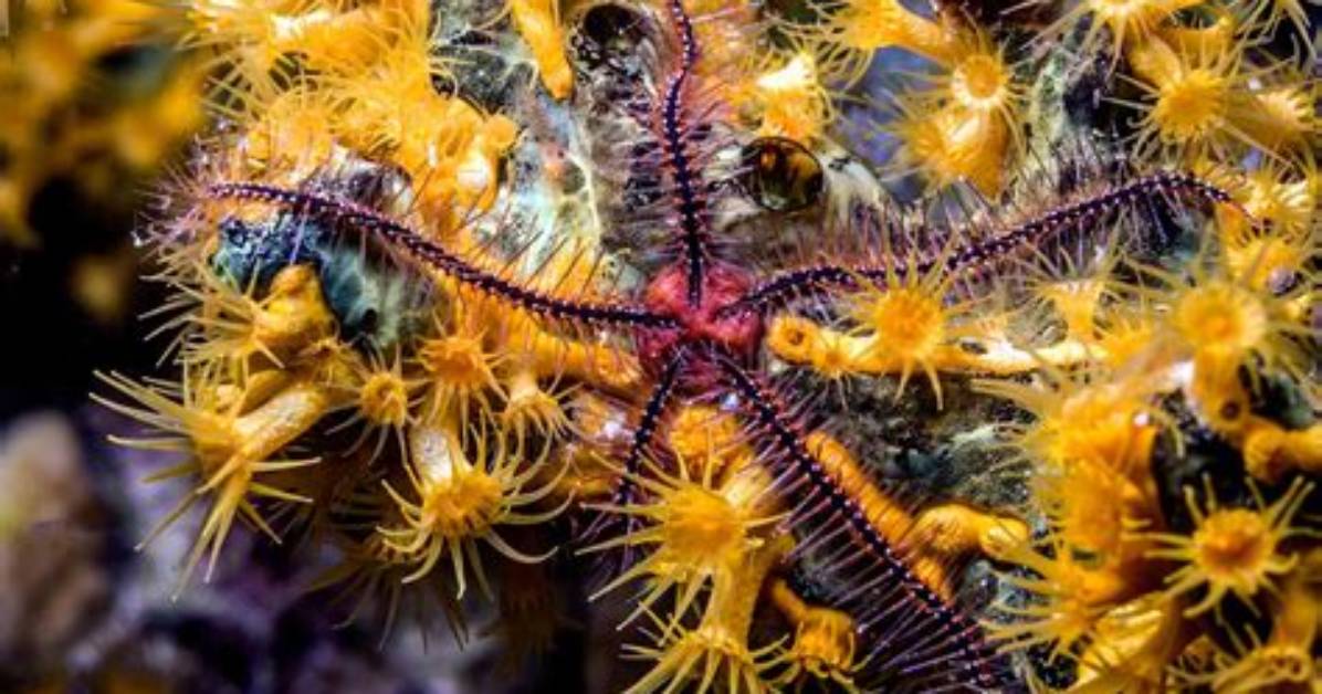 Who Eats Brittle Star?