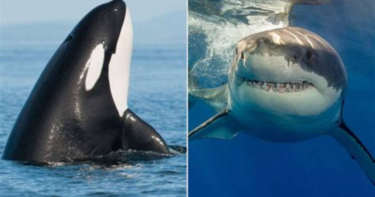 Who Eats Great White Sharks