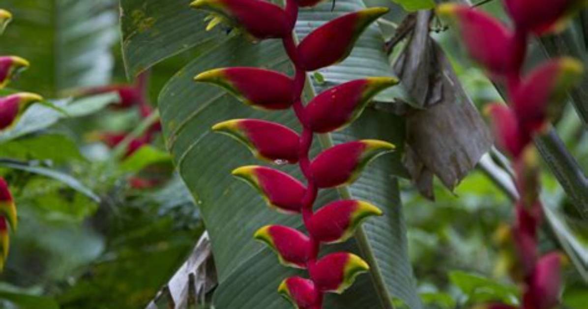 Who Eats Heliconia