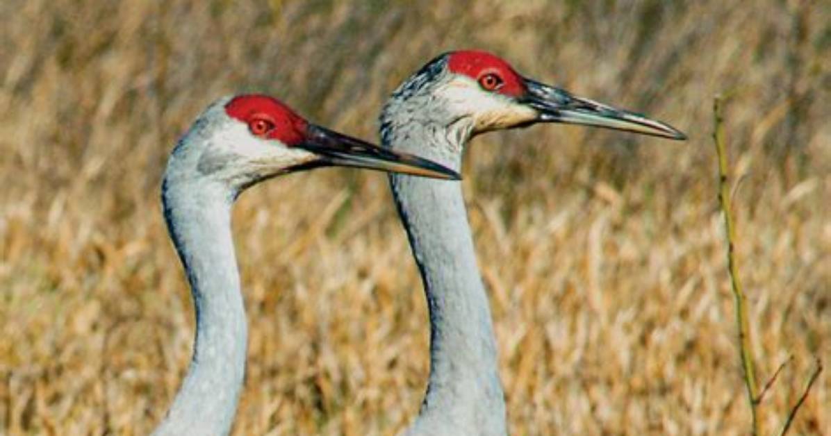 Who Eats Sandhill Cranes?