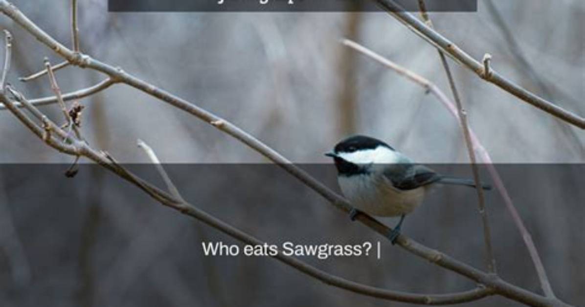 Who Eats Sawgrass? | Contextresponse. Com
