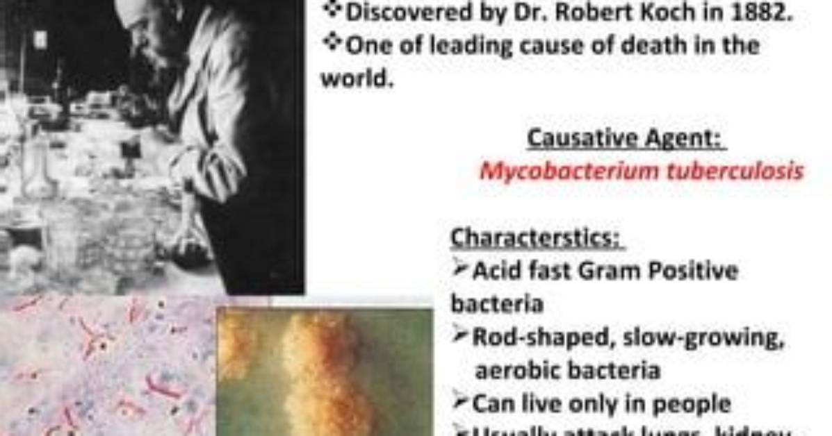 Who First Discovered Tuberculosis?