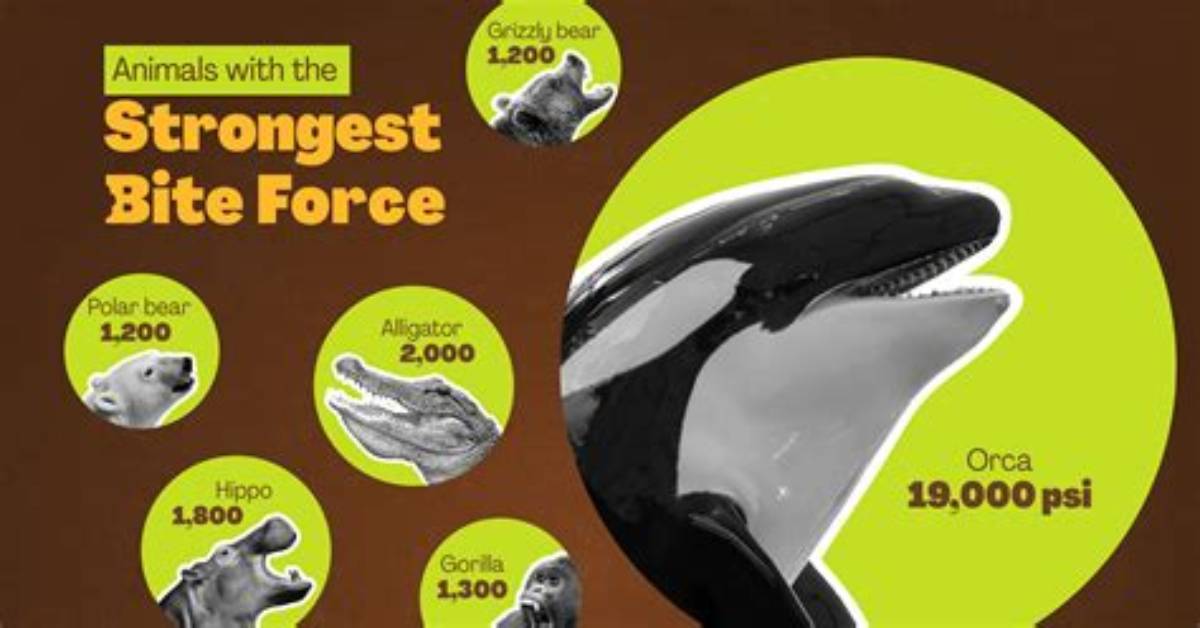 Who Has the Strongest Bite Force?