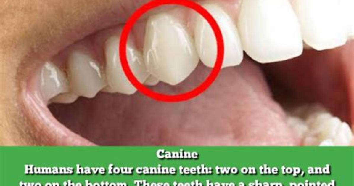 Who Have Sharp Canines?