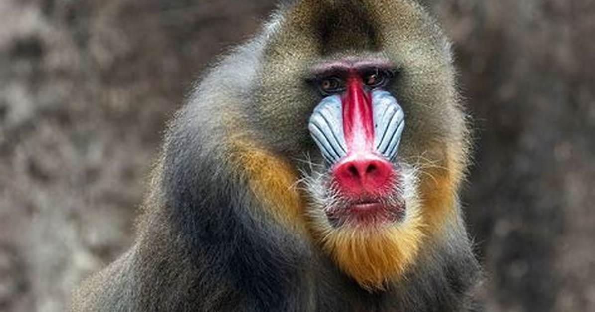 Who Is Mandrill Predators?