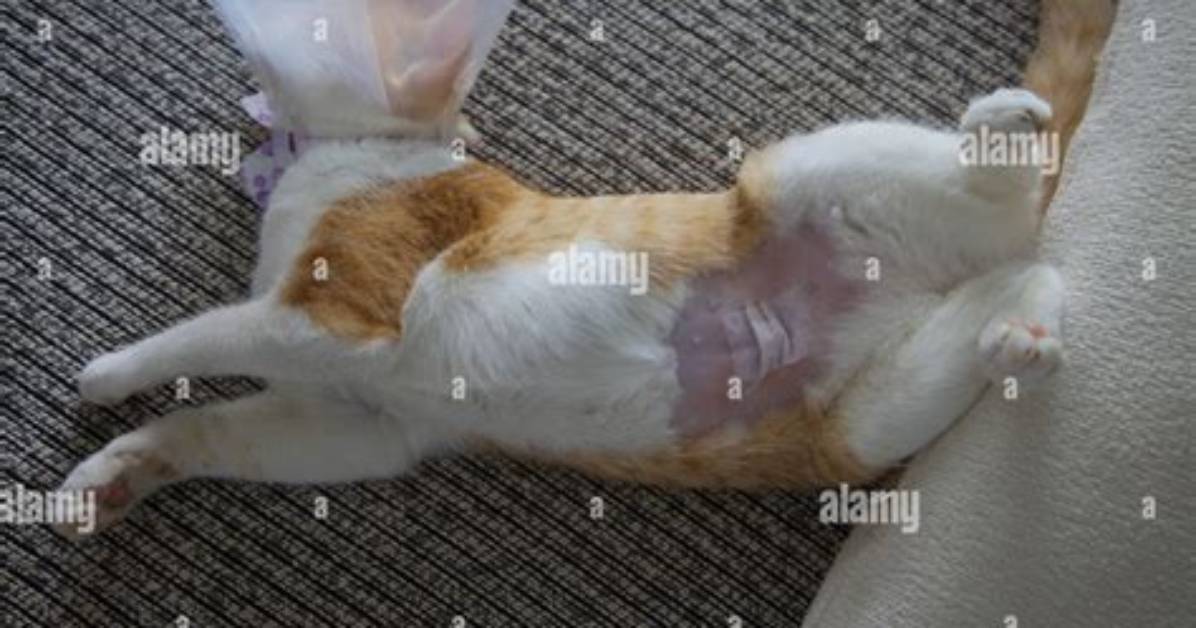 Who Is Spayed Cat?