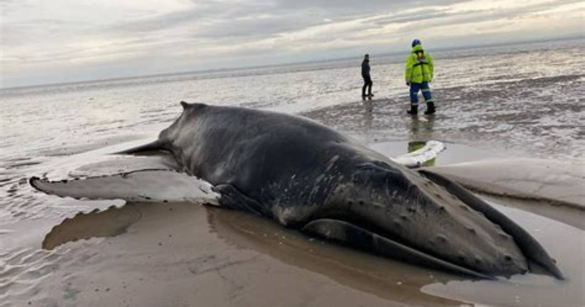Who Is Stranded Whale?