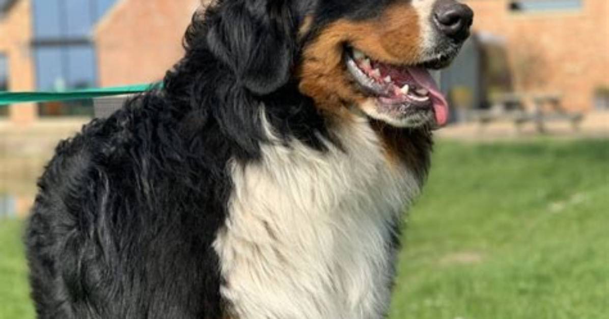 Who Is Stud Dog?