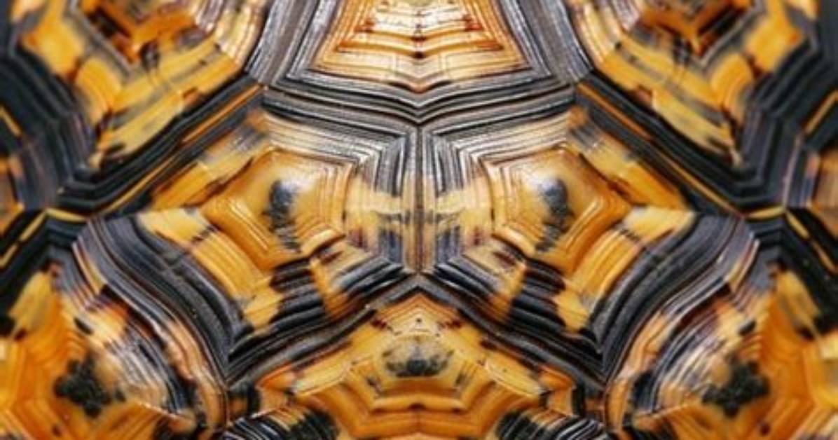 Who Is Tortoise Shell?