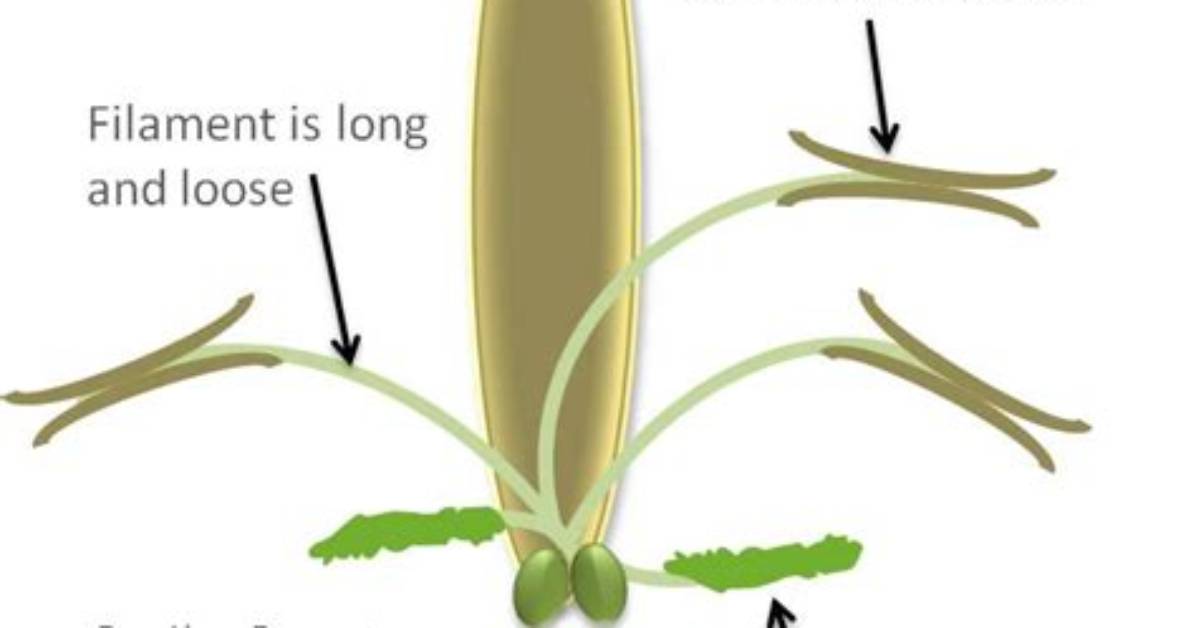 Who Is Wind Pollination?