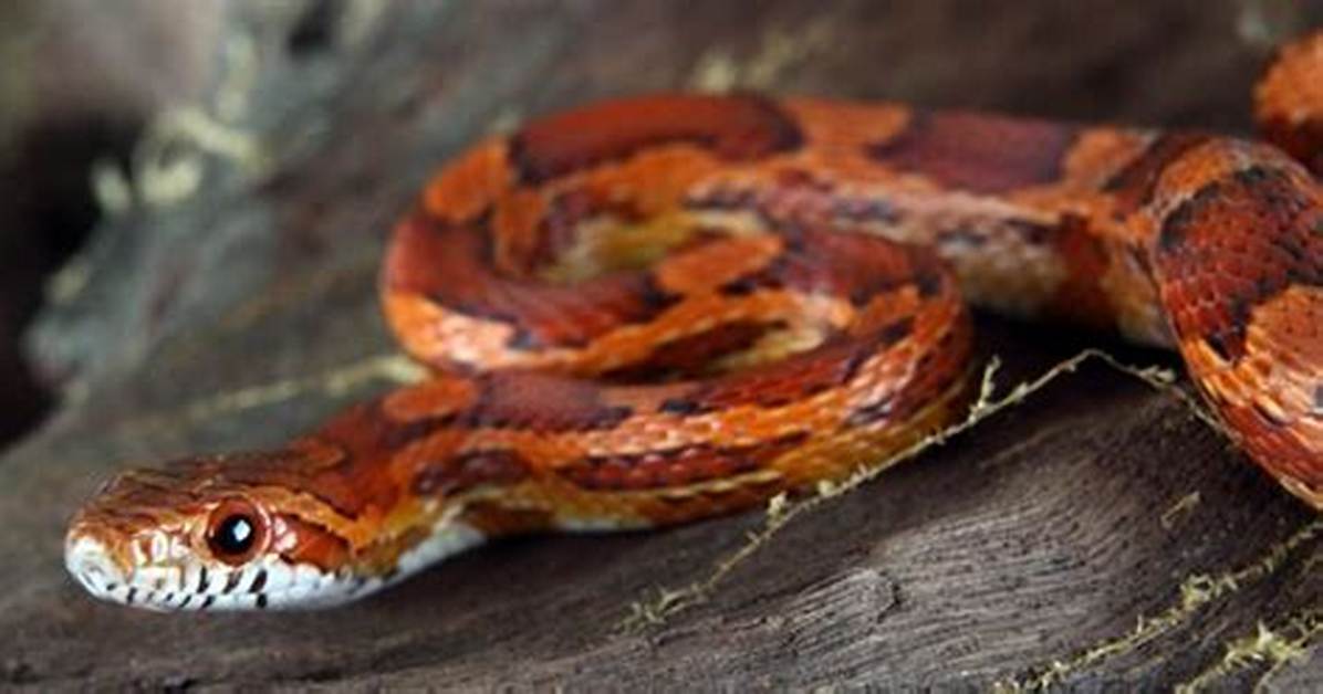 Who Long Do Corn Snakes Live?
