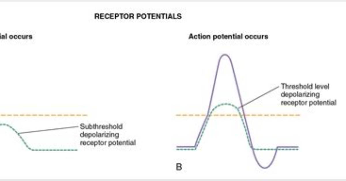 Who Makes Receptor Potential?