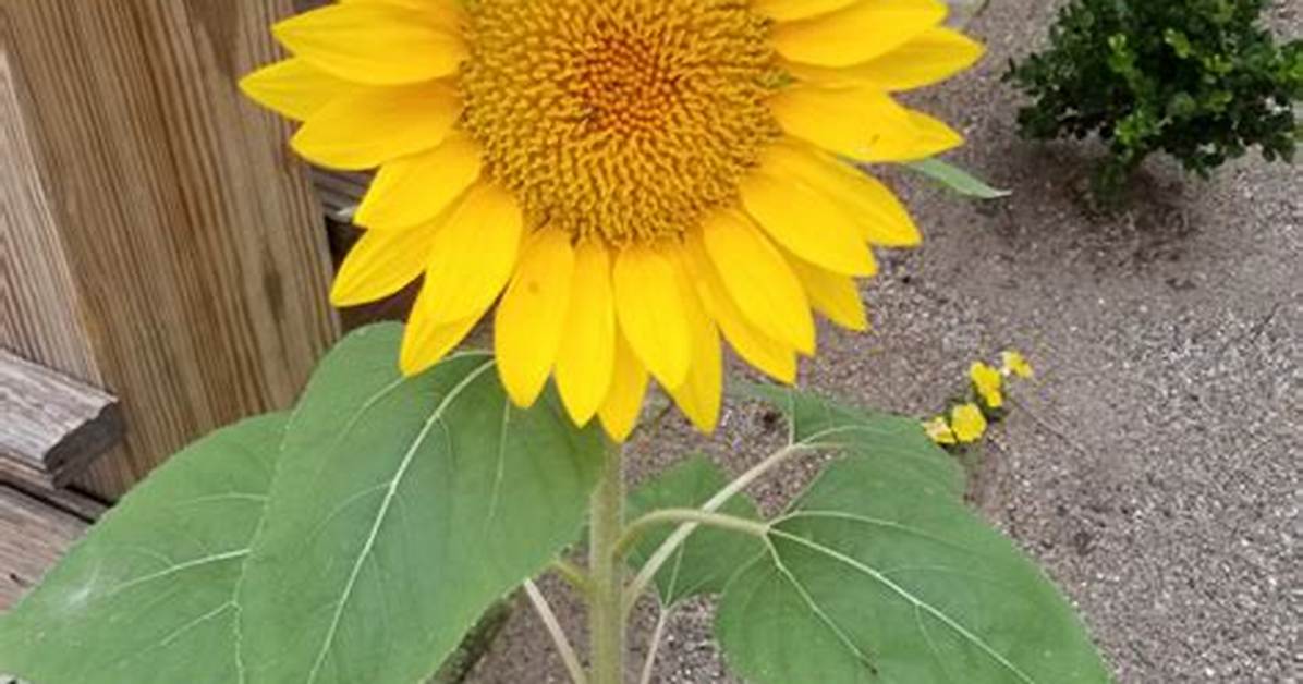 Who Named the Sunflower? | Contextresponse. Com