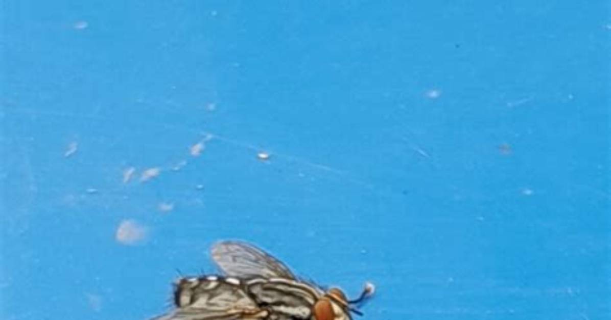 Who Needs Identification to Fly?