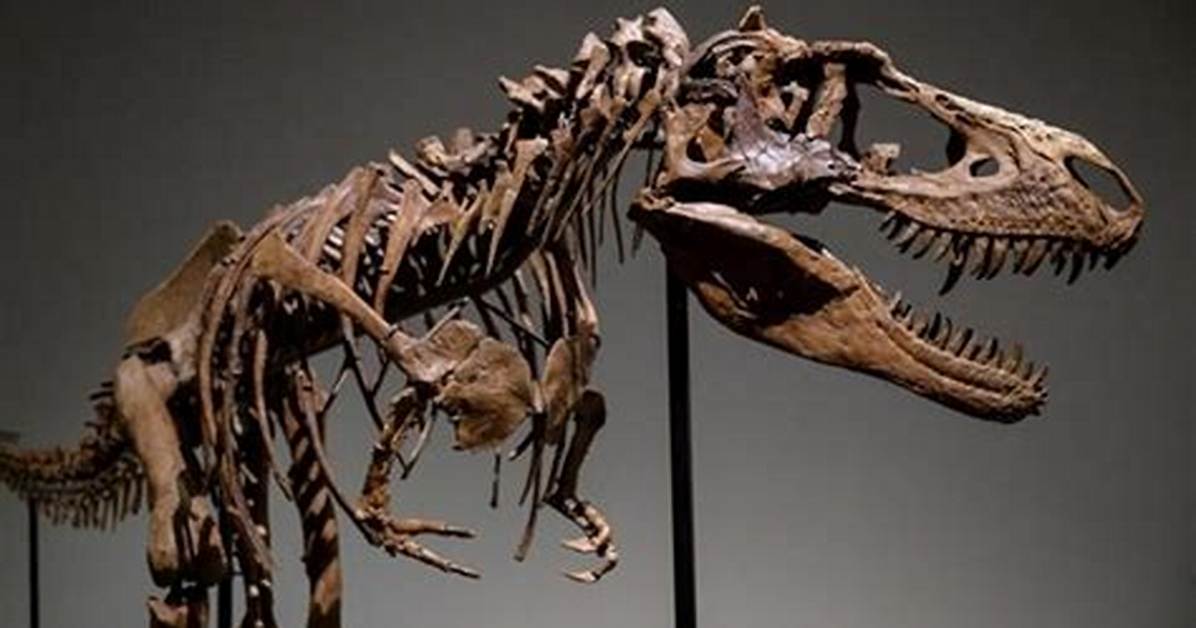 Who Studies Dinosaur Bones? - Lisbd-Net. Com