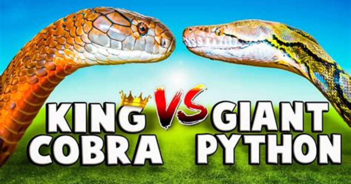 Who Would Win Python or Cobra?